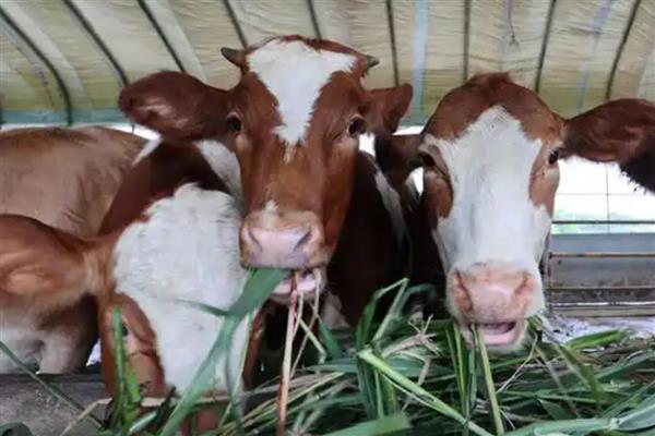 肉牛食欲差该怎么解决，要及时进行驱虫