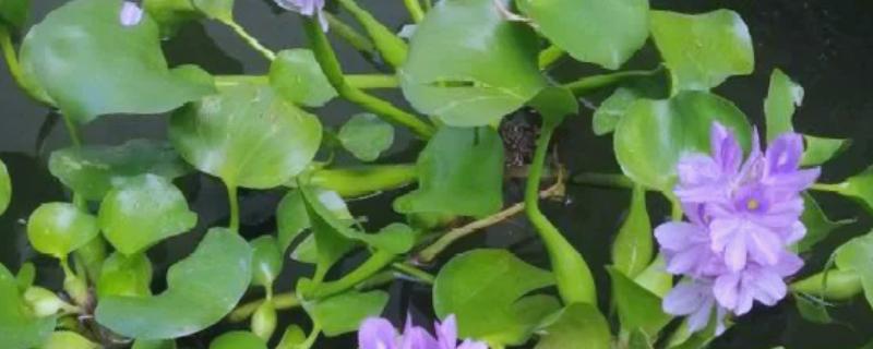 水葫芦能不能做饲料,可作为辅料用来饲喂家禽