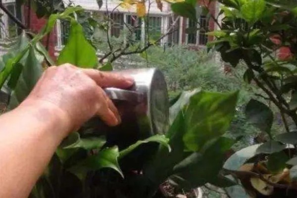 茶叶水能不能浇花，放置1-2天才能使用