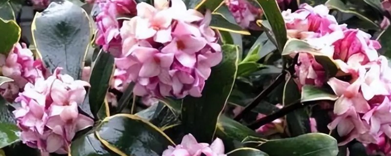 夏天金边瑞香掉叶子怎么办，可能是通风不畅所致
