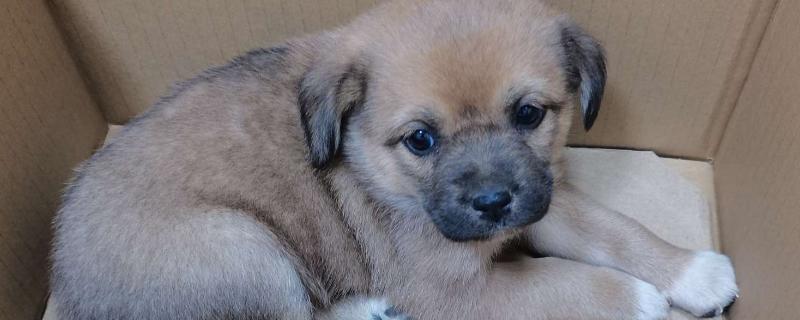 土狗几个月会竖耳朵,三个月就可以竖耳朵