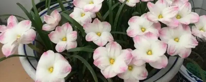 韭兰球根如何养殖，将其放在充足光照的地方养护