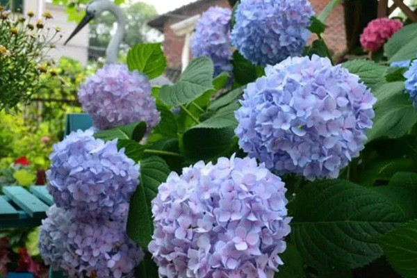 绣球花的花语，寓意美满团聚、忠贞永恒等