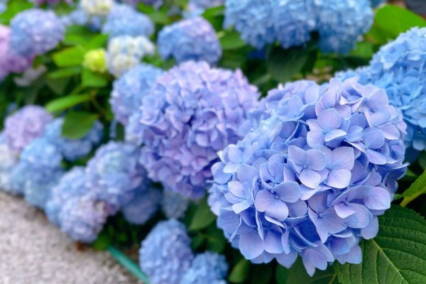 绣球花的花语，寓意美满团聚、忠贞永恒等