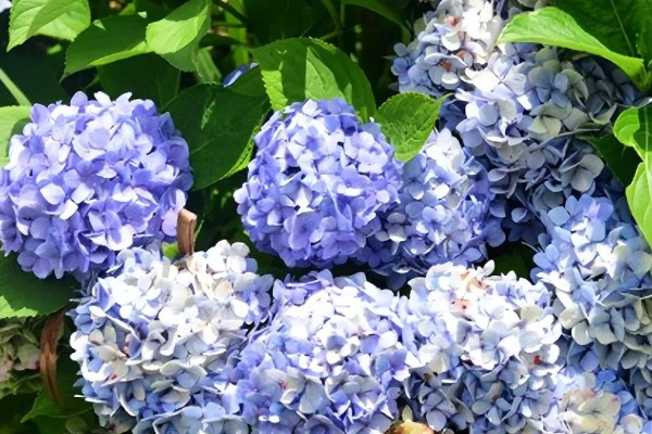绣球花的花语，寓意美满团聚、忠贞永恒等