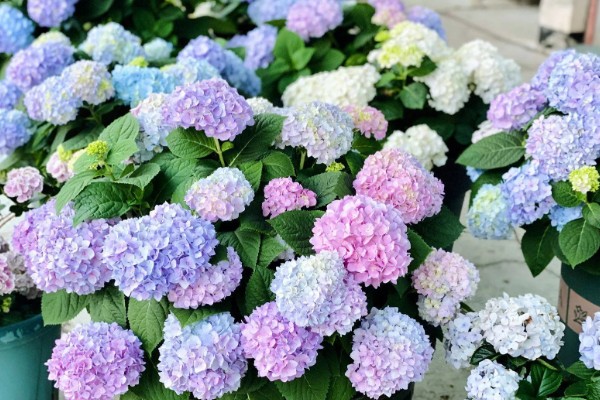 绣球花的花语，寓意美满团聚、忠贞永恒等