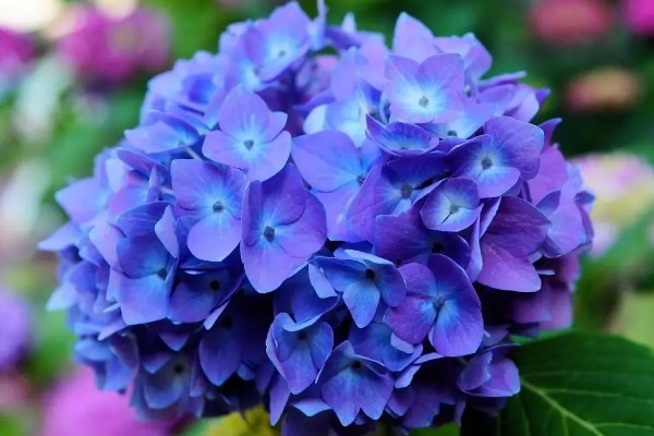 绣球花的花语，寓意美满团聚、忠贞永恒等