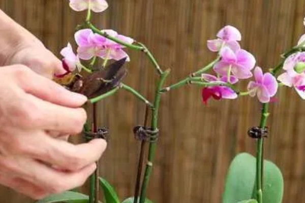 蝴蝶兰如何剪枝，可以在花期后修剪