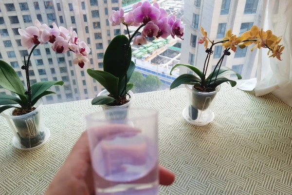 蝴蝶兰如何剪枝，可以在花期后修剪