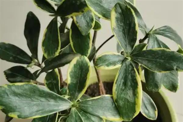 夏天金边瑞香掉叶子怎么办，可能是通风不畅所致