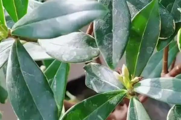夏天金边瑞香掉叶子怎么办，可能是通风不畅所致