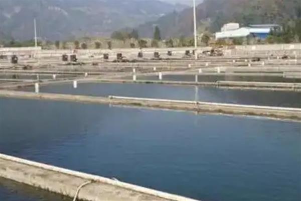 鳜鱼的养殖技术，鱼塘周围必须要有充足且干净的水源