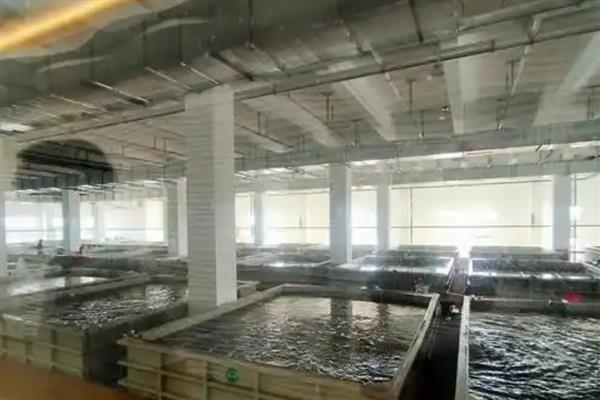 鳜鱼的养殖技术，鱼塘周围必须要有充足且干净的水源