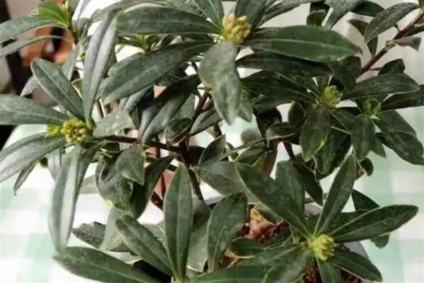 夏天金边瑞香掉叶子怎么办，可能是通风不畅所致