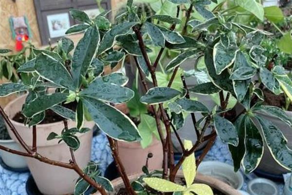 夏天金边瑞香掉叶子怎么办，可能是通风不畅所致