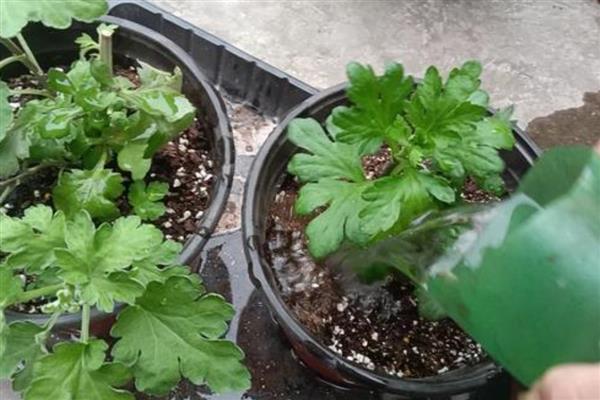 雏菊叶子蔫了怎么处理，应该加强通风
