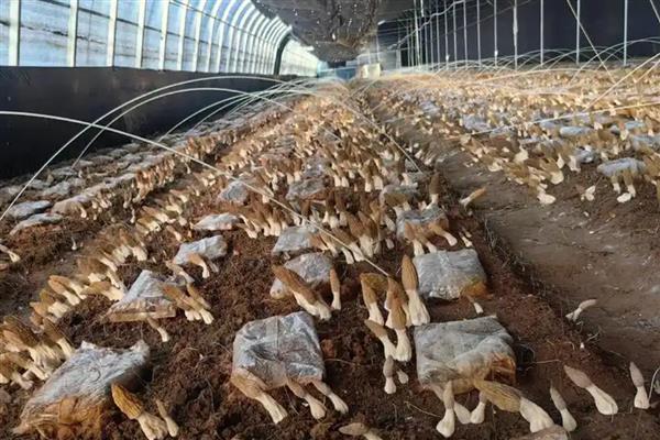 羊肚菌如何种植，栽培时可采用畦作的方法进行栽培