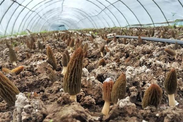 羊肚菌如何种植，栽培时可采用畦作的方法进行栽培