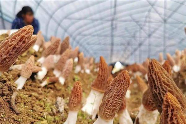 羊肚菌如何种植，栽培时可采用畦作的方法进行栽培