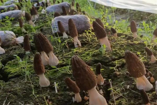 羊肚菌如何种植，栽培时可采用畦作的方法进行栽培