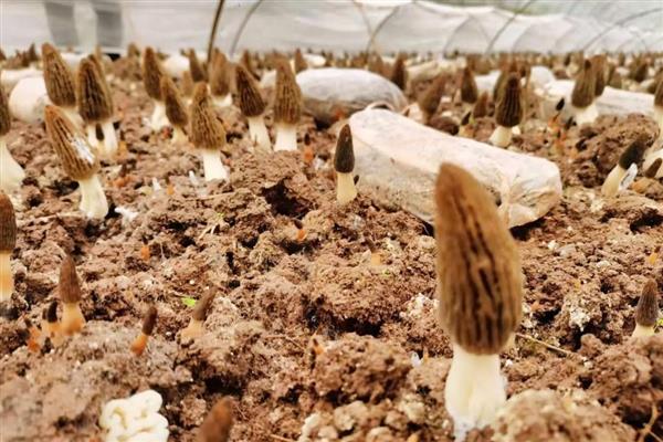 羊肚菌如何种植，栽培时可采用畦作的方法进行栽培