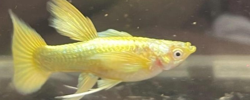 孔雀鱼怀孕隔离要放公鱼吗，隔离尽量不要放公鱼