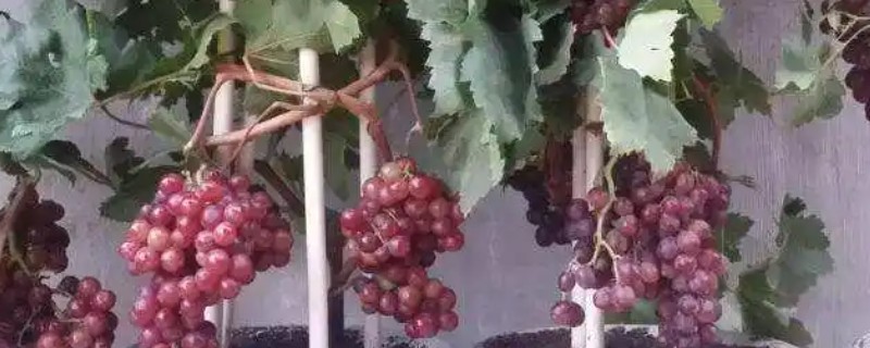 盆栽葡萄的盆土配制，常用的材料有腐叶土、泥炭土等