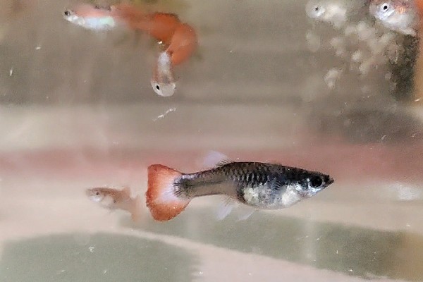 孔雀鱼怀孕隔离要放公鱼吗,隔离尽量不要放公鱼