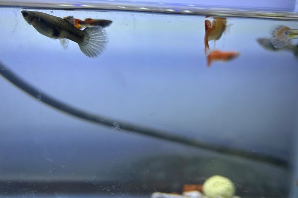 孔雀鱼怀孕隔离要放公鱼吗,隔离尽量不要放公鱼