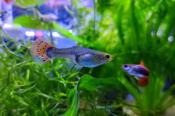 孔雀鱼怀孕隔离要放公鱼吗,隔离尽量不要放公鱼