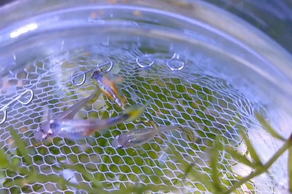 孔雀鱼怀孕隔离要放公鱼吗,隔离尽量不要放公鱼