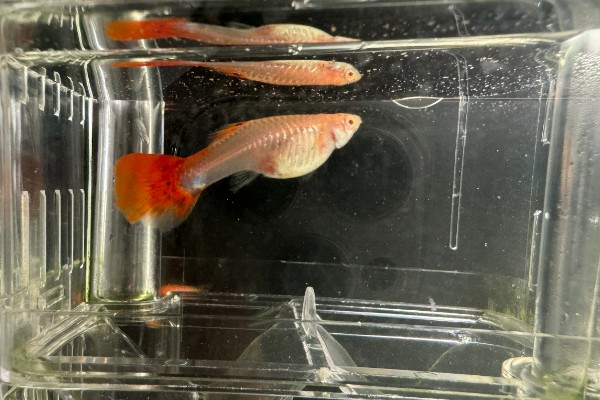 孔雀鱼怀孕隔离要放公鱼吗,隔离尽量不要放公鱼