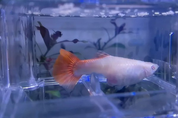 孔雀鱼怀孕隔离要放公鱼吗,隔离尽量不要放公鱼