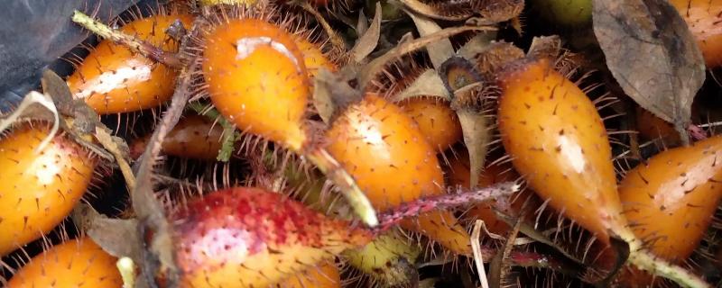 金樱子的种植时间,选择春季和冬季均可