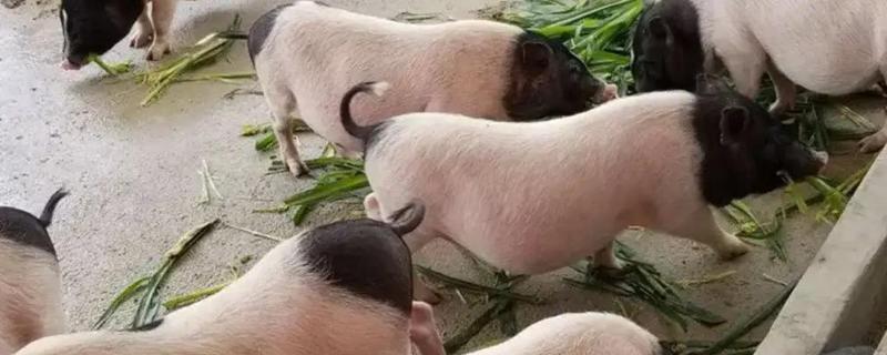 香猪的寿命，寿命是10-25年