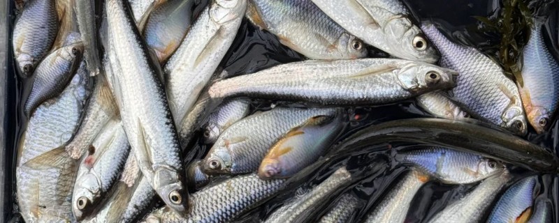 白条鱼一出水就死的原因,因为它极不耐低氧