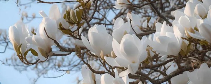 上海的市花，是白玉兰