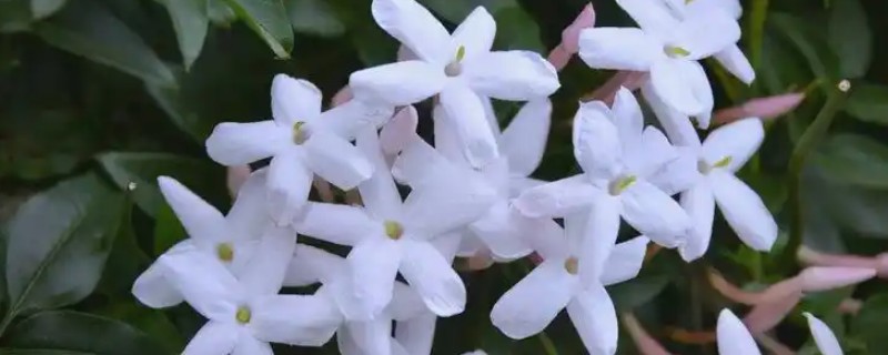素馨花的别名，为素英花、耶悉茗花