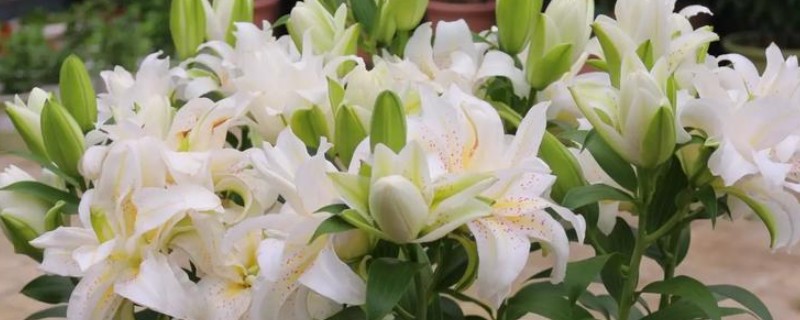 百合的寓意，寓意美好祝福、百年好合等