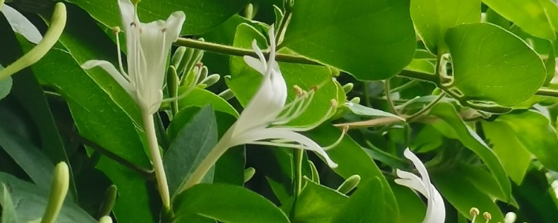 金银花开花后的形态特征,其花瓣外有柔毛和腺毛