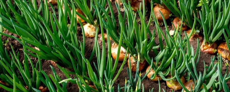洋葱什么时候种植，长江流域一般在9月下旬种植