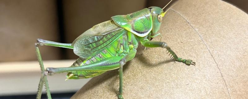 蝈蝈有哪些生活习性，冬天会进行长达三四个月的冬眠