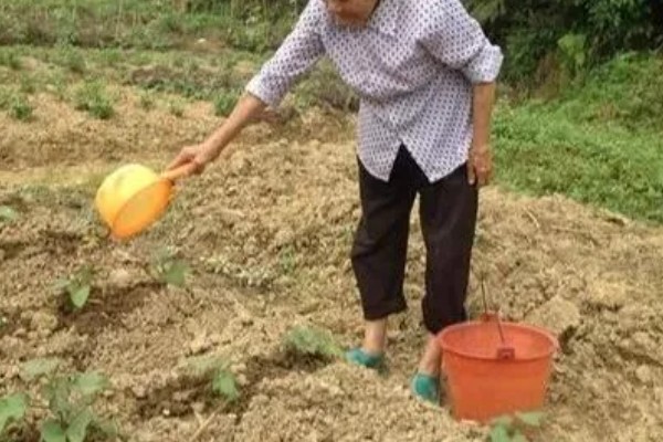 红薯膨大期的管理方法，整个生育期内都不宜翻蔓