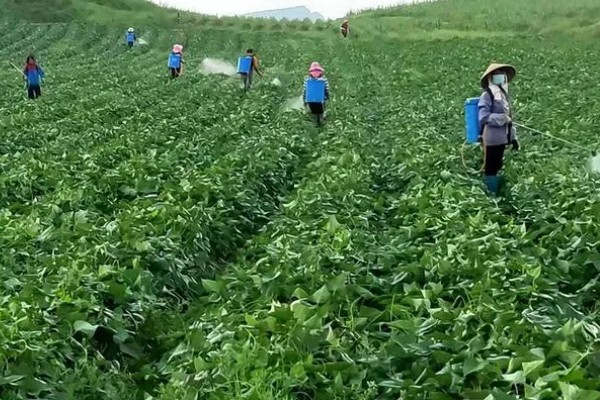 红薯膨大期的管理方法，整个生育期内都不宜翻蔓