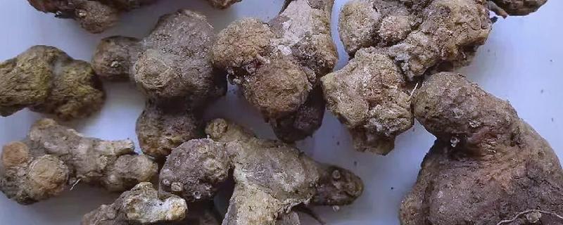 苍术和白术的区别是什么,来源和性状均不同