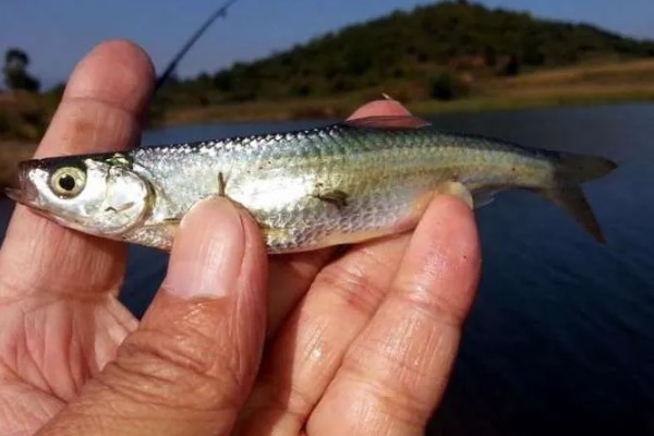 白条鱼一出水就死的原因,因为它极不耐低氧