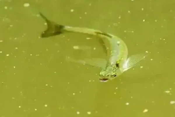 白条鱼一出水就死的原因,因为它极不耐低氧