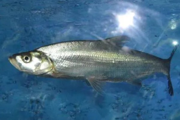 白条鱼一出水就死的原因,因为它极不耐低氧