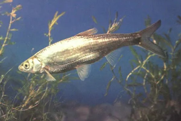 白条鱼一出水就死的原因,因为它极不耐低氧