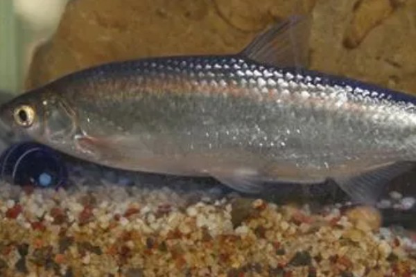 白条鱼一出水就死的原因,因为它极不耐低氧